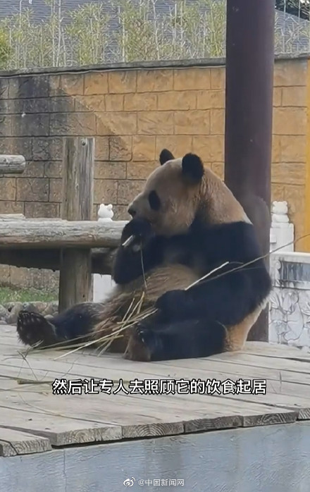 饲养员谈如何照顾年长的丫丫们