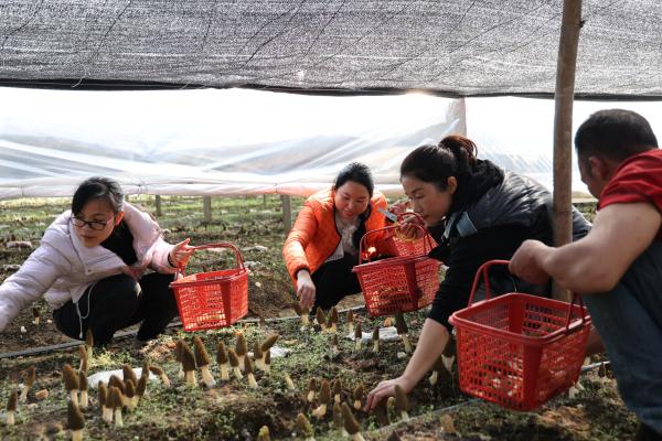 广西南丹:羊肚菌丰收 带来好“钱”景 广西南丹:羊肚菌丰收 带来好“钱”景