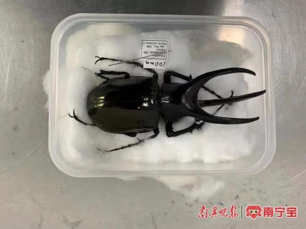 南宁海关在进境邮件里查获“玩具”,打开一看竟是活体 南宁海关在进境邮件里查获“玩具”,打开一看竟是活体