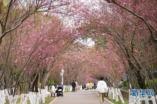 1643株!昆明的花真是开得没完没了 1643株!昆明的花真是开得没完没了