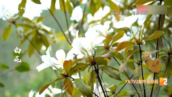 云南人的吃花季到了！医生提醒：这种花极易中毒，最好别吃！