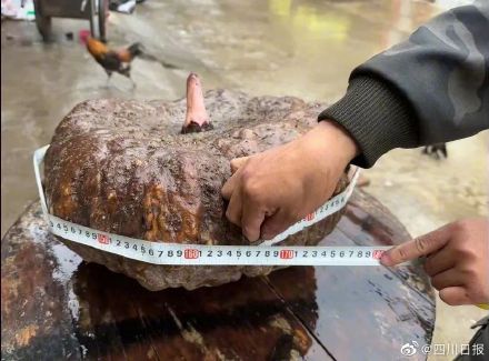 “成精”了！四川宣汉挖出33公斤巨型魔芋