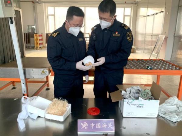 大连丹东海关查获魔花螳螂卵鞘