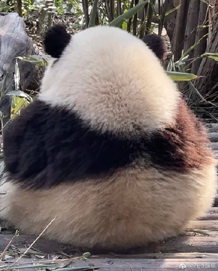 熊猫和花婉拒了哈