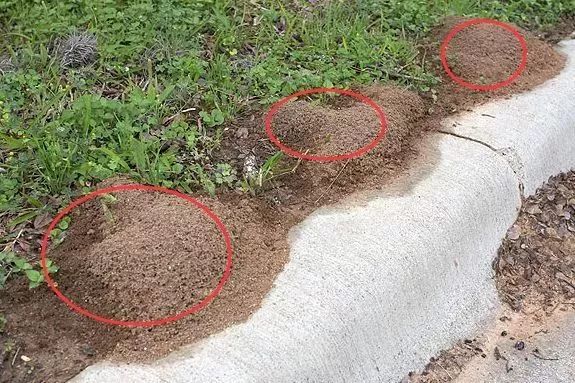 卷土重来！毒性强！南方多地已出现，千万别碰