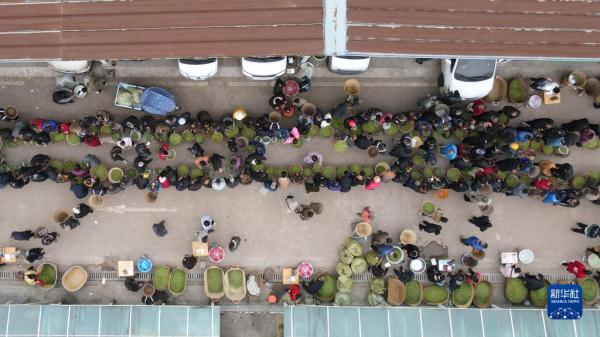 四川雅安：蒙顶山上采春茶