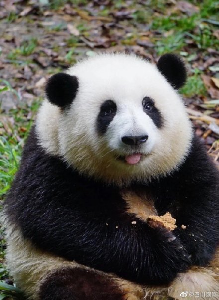 熊猫和花婉拒了哈