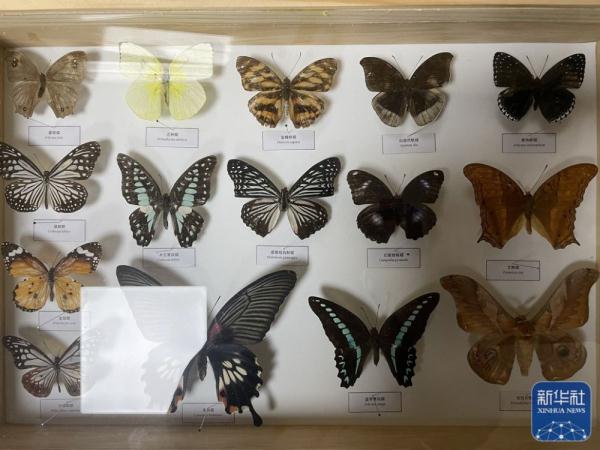 一群博物猎人的“虫林野趣” 一群博物猎人的“虫林野趣”