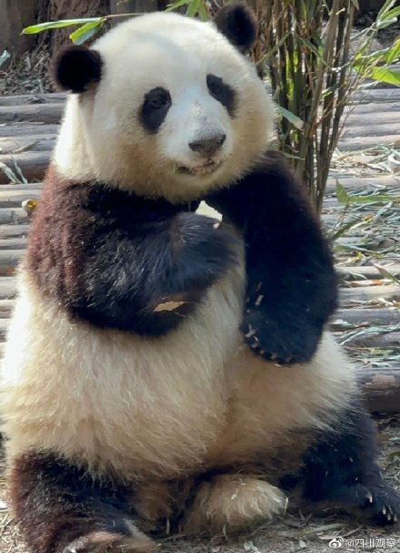 熊猫和花婉拒了哈