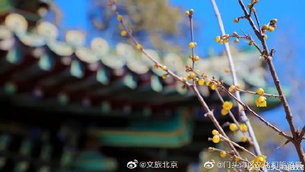 潭柘寺的腊梅开了