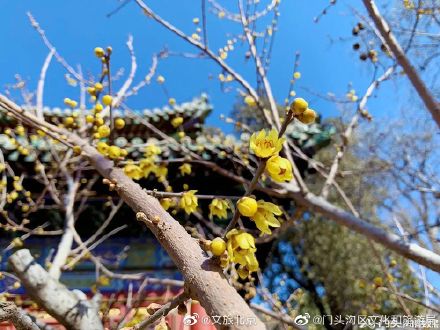 潭柘寺的腊梅开了