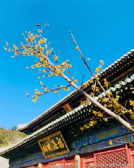 潭柘寺的腊梅开了