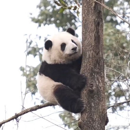 熊猫和花婉拒了哈