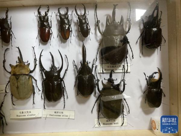 一群博物猎人的“虫林野趣” 一群博物猎人的“虫林野趣”