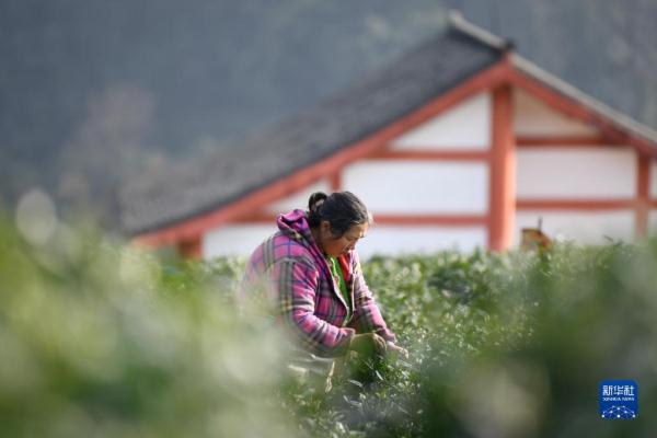 四川雅安：蒙顶山上采春茶