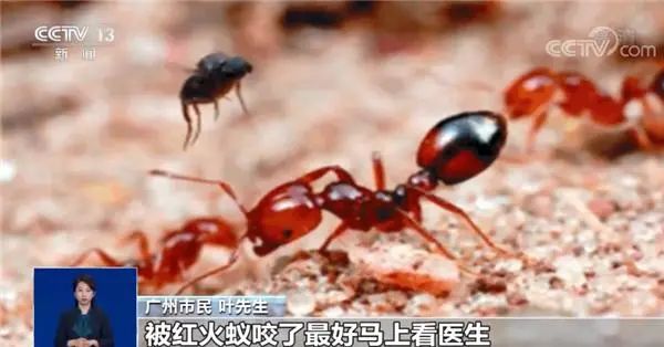 卷土重来！毒性强！南方多地已出现，千万别碰