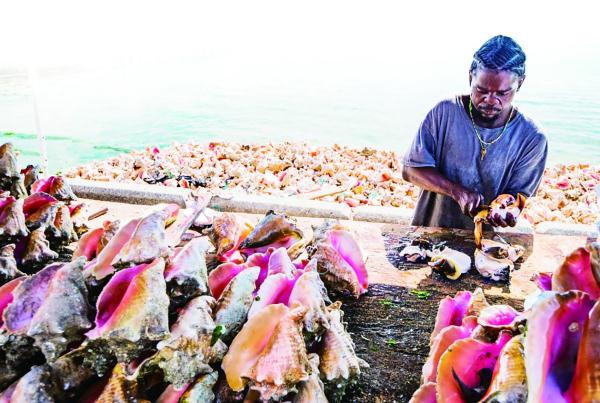 巴哈马女王螺，壳比肉贵