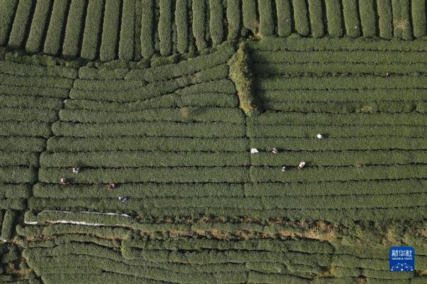 四川雅安：蒙顶山上采春茶