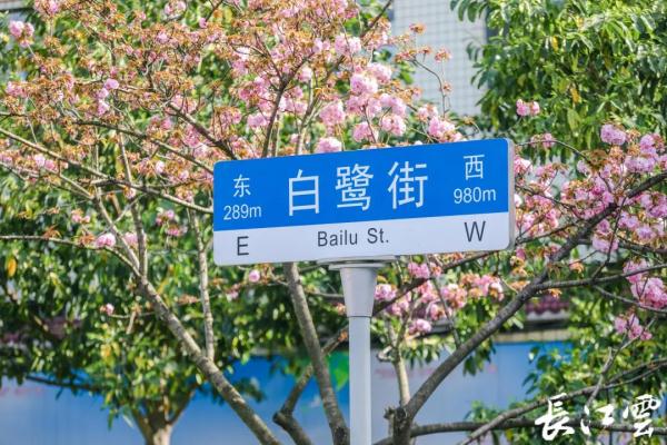 转发收藏！武汉最全赏樱点位来了！
