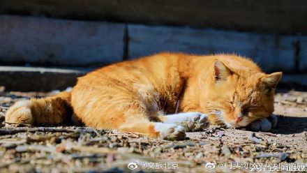 潭柘寺的腊梅开了