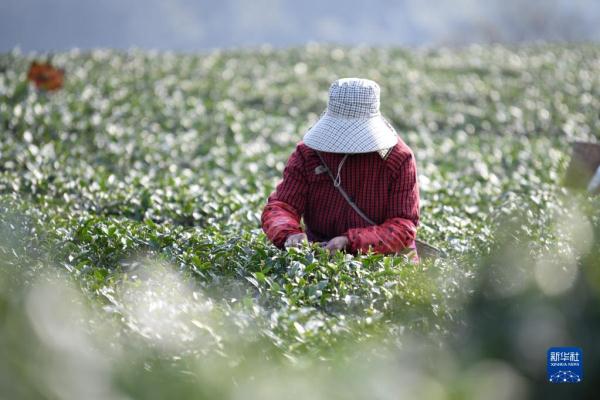 四川雅安：蒙顶山上采春茶