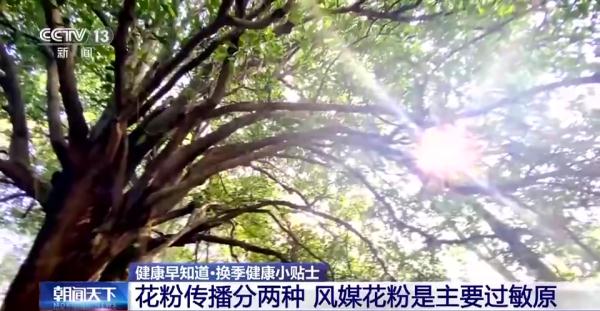 广州花海来了！如何度过花粉过敏季？花粉过敏怎么办？