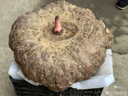 “成精”了！四川宣汉挖出33公斤巨型魔芋