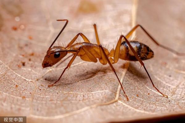 小心！多地已出现…攻击性极强、带剧毒、能致命！