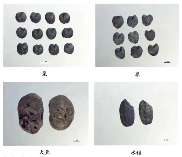 “后稷教民稼穑于稷山”,要被证实了?! “后稷教民稼穑于稷山”,要被证实了?!