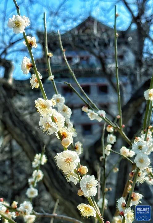 北京：春日梅花香