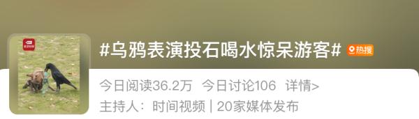 小学课本里“乌鸦喝水”的故事成真了！
