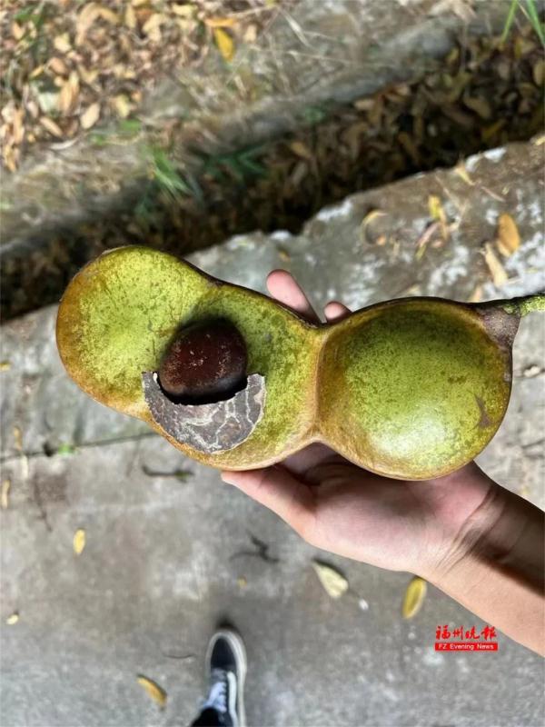 摸了这草会秃头?福州这名女生火了! 摸了这草会秃头?福州这名女生火了!