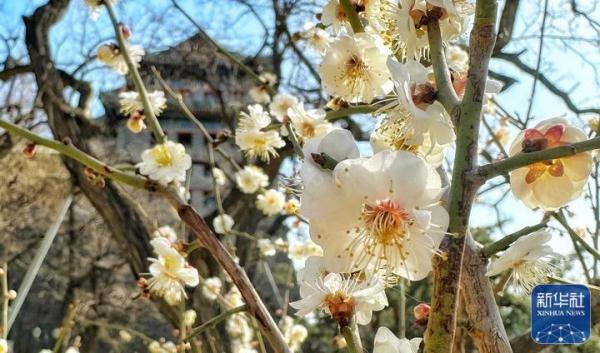北京：春日梅花香