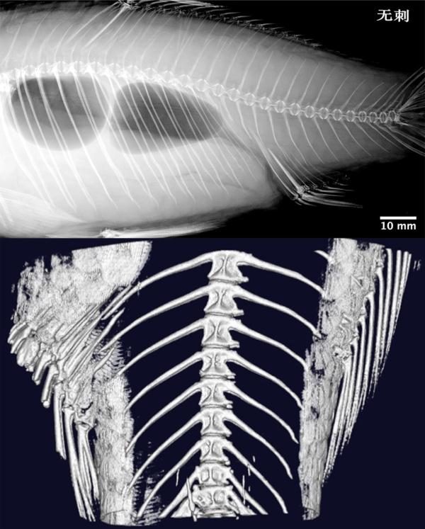 吃鱼不用挑刺了!世界首例“无刺”鲫鱼在我省诞生! 吃鱼不用挑刺了!世界首例“无刺”鲫鱼在我省诞生!