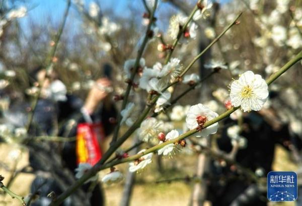 北京：春日梅花香