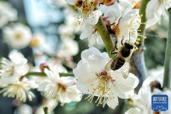 北京：春日梅花香