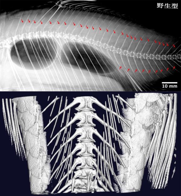 吃鱼不用挑刺了!世界首例“无刺”鲫鱼在我省诞生! 吃鱼不用挑刺了!世界首例“无刺”鲫鱼在我省诞生!