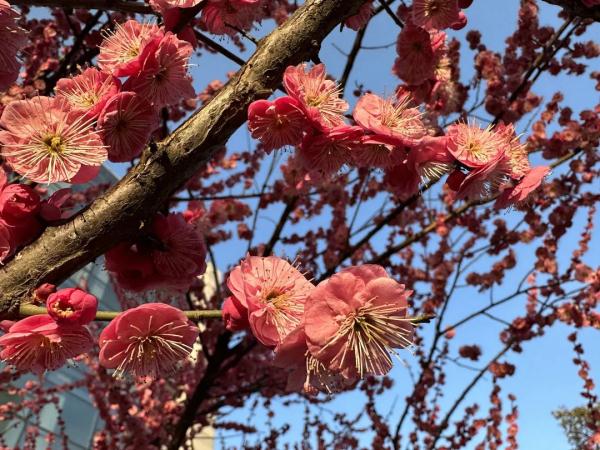 江苏这波回暖有多强?25℃ 江苏这波回暖有多强?25℃