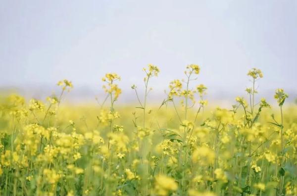 这个周末长沙又“爆”了！游客再出手，续写“长沙旅游攻略”