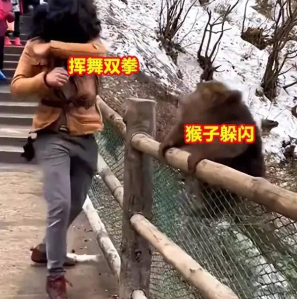 峨眉山的猴子和游客“互殴”？
