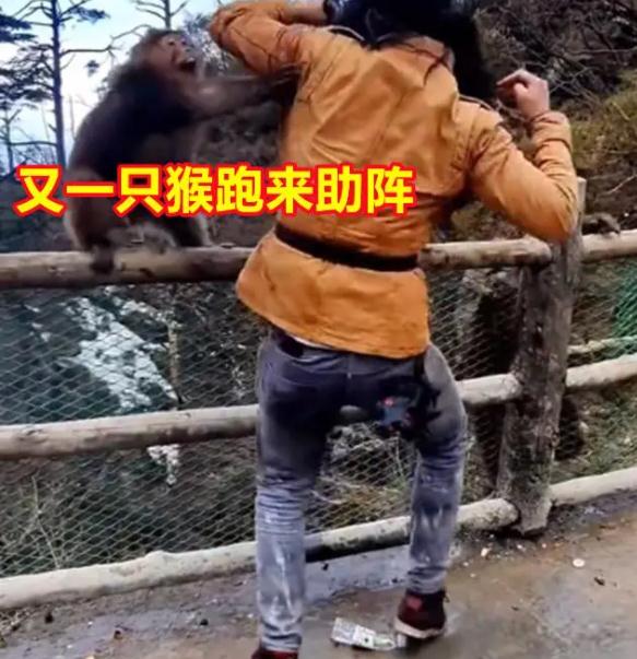 峨眉山的猴子和游客“互殴”？