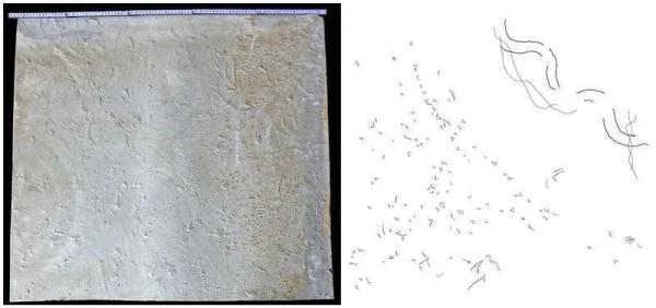 陕西首次发现2亿年前鲎遗迹化石! 陕西首次发现2亿年前鲎遗迹化石!