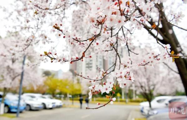 四川会“跑步”入夏吗？莫慌！