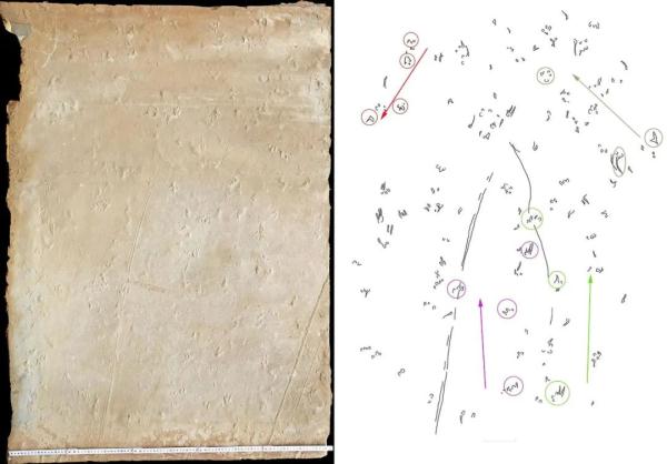 陕西首次发现2亿年前鲎遗迹化石! 陕西首次发现2亿年前鲎遗迹化石!