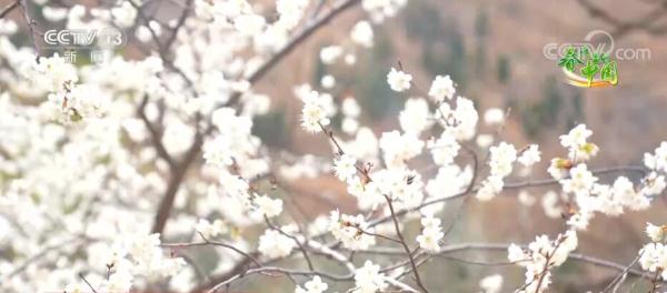 花开芬芳香满园 邂逅春日好风光