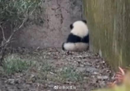 愤怒！熊猫福菀被游客泼水后委屈躲角落