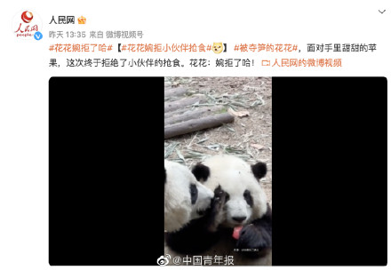 大熊猫花花突然成“网红”，有人为了它爬树！