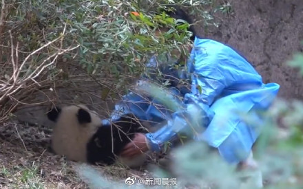 愤怒！熊猫福菀被游客泼水后委屈躲角落