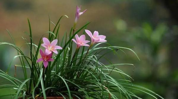 形似蒜苗,已有人中毒!你家花盆里可能有! 形似蒜苗,已有人中毒!你家花盆里可能有!
