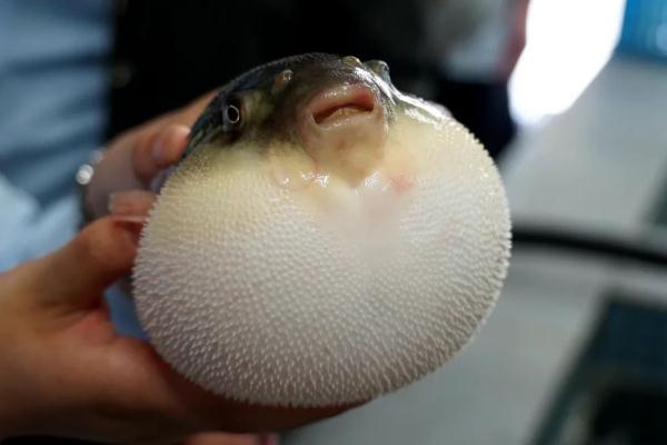 不要吃！剧毒，尚无特效药！陕西省卫健委重要提示